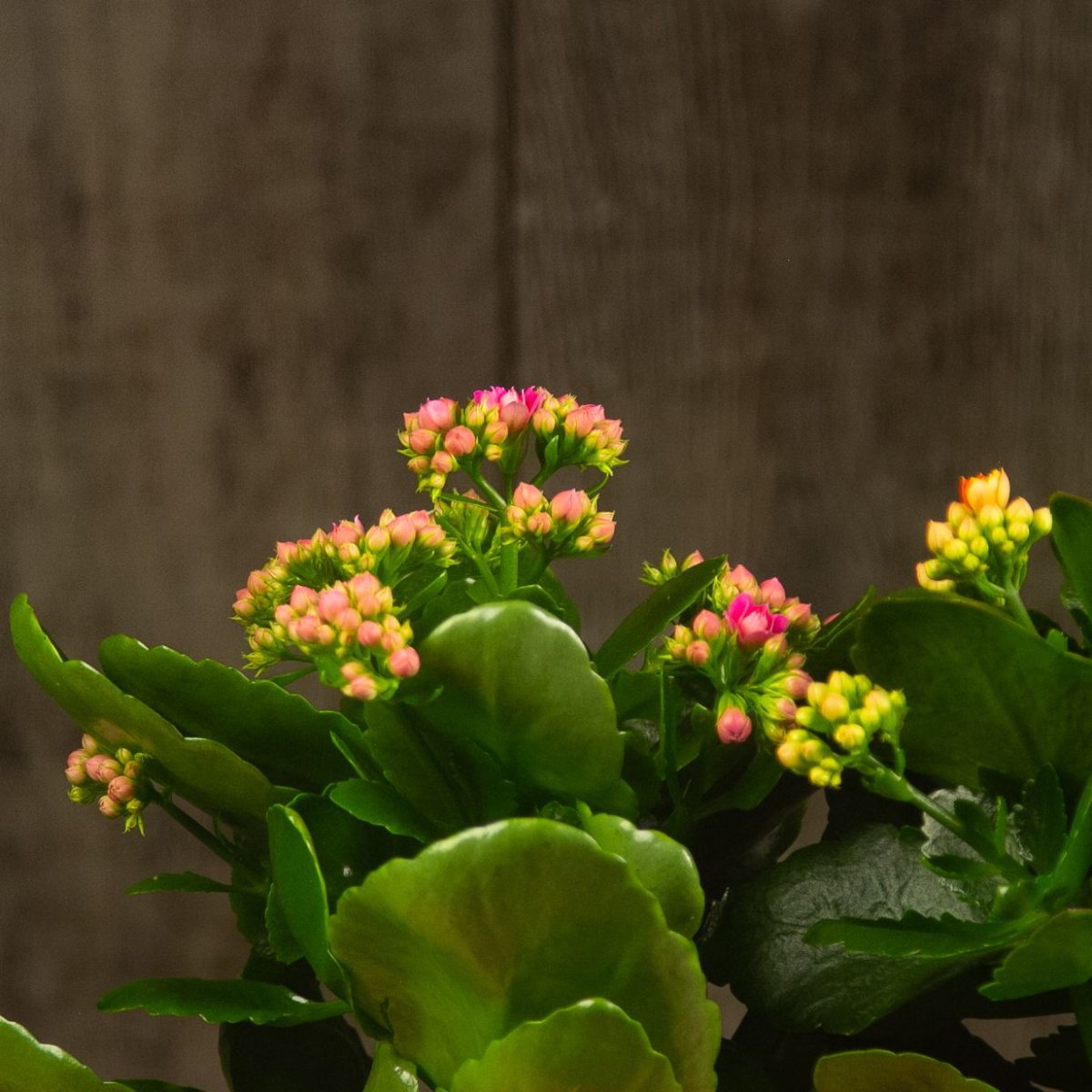 Каланхоэ Долли