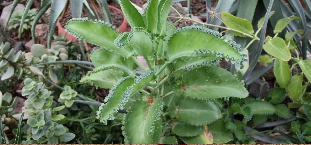 Каланхоэ плетущийся