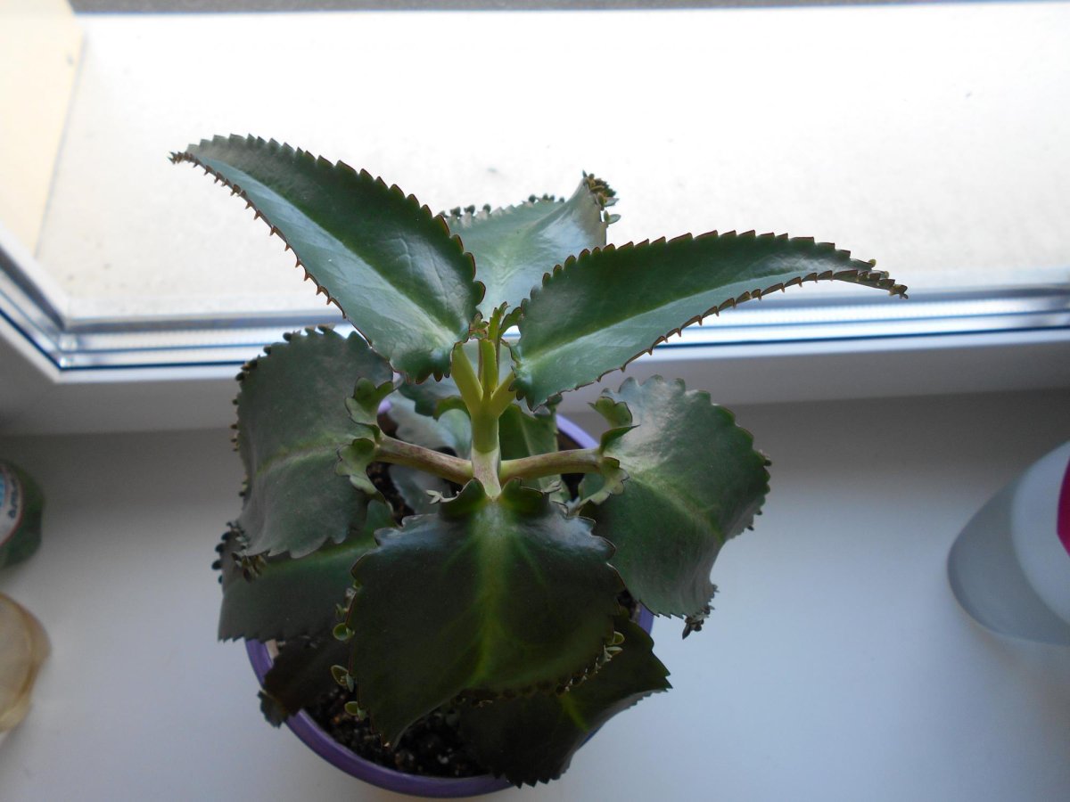 Каланхоэ остролистный