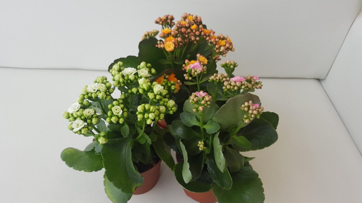 Каланхоэ остролистный