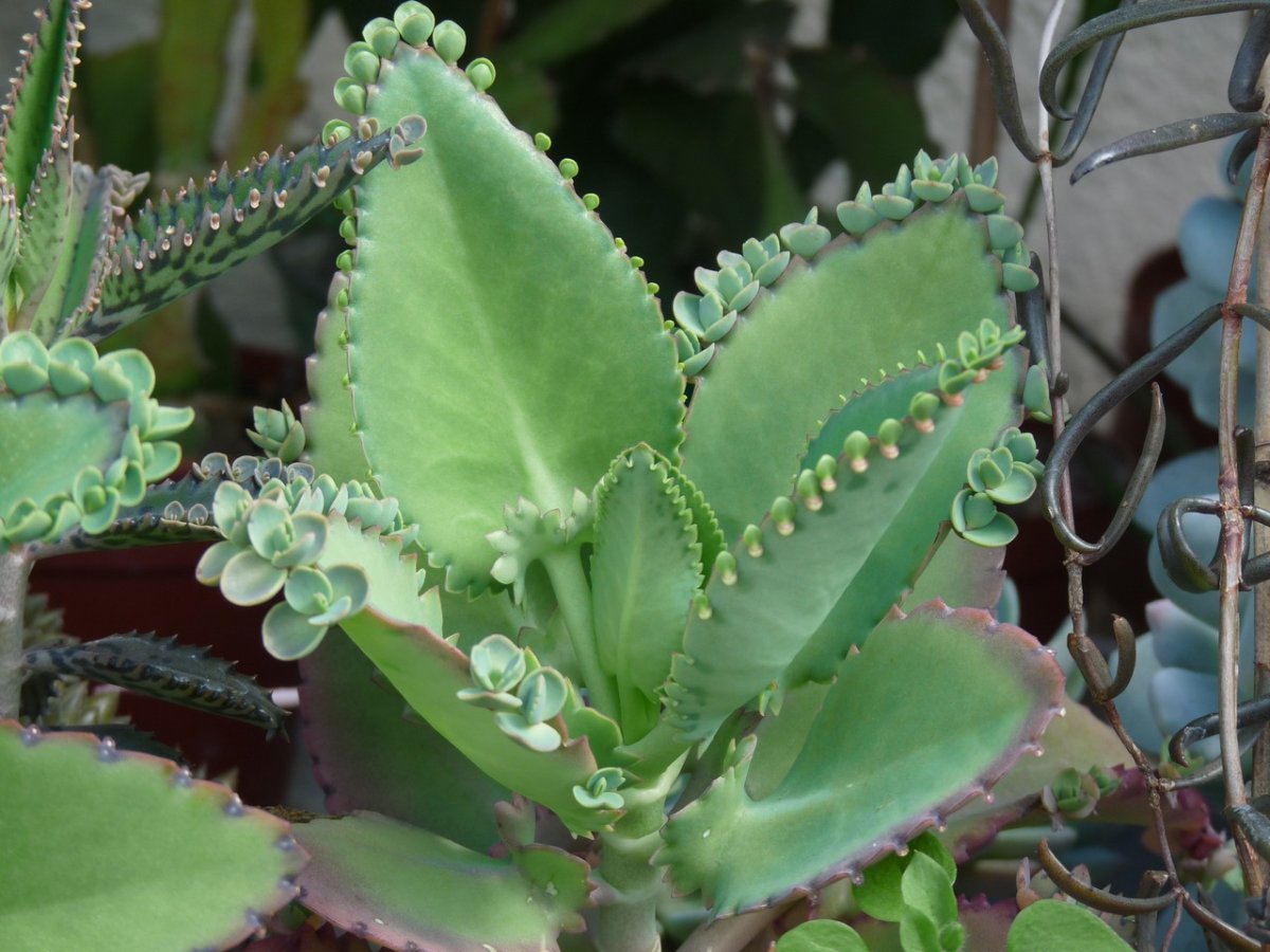 Каланхоэ каландива