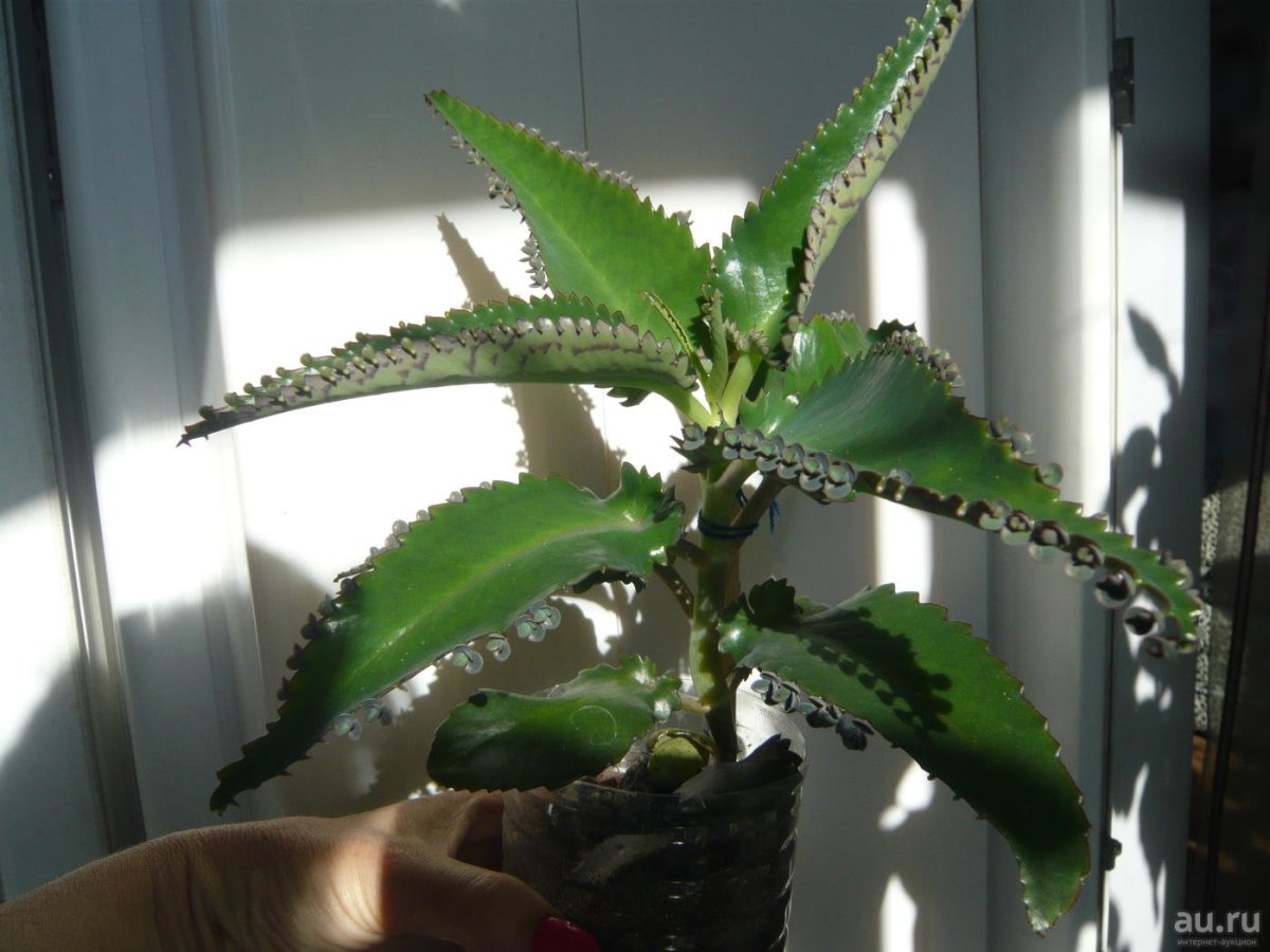 Каланхоэ каландива черенки