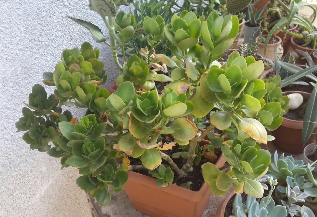 Каланхоэ бриофиллум