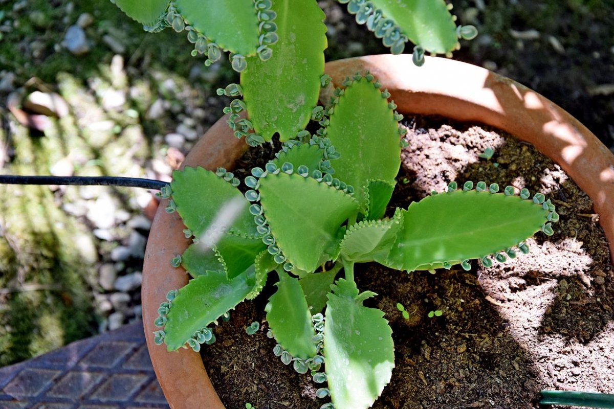 Kalanchoe crundallii