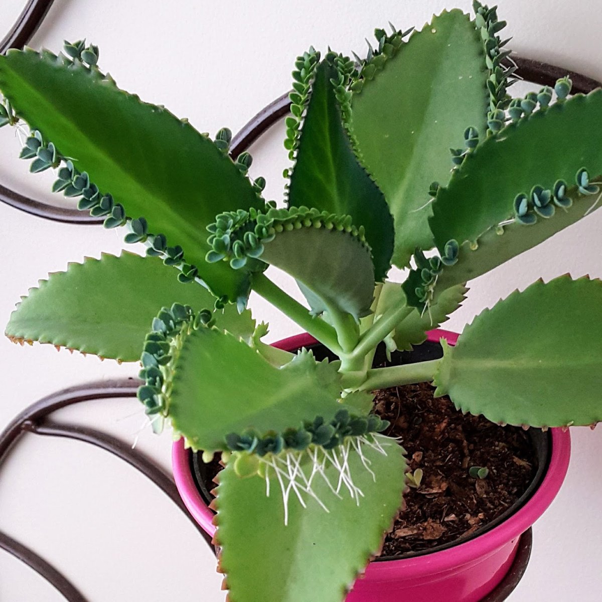 Каланхоэ медная ложка