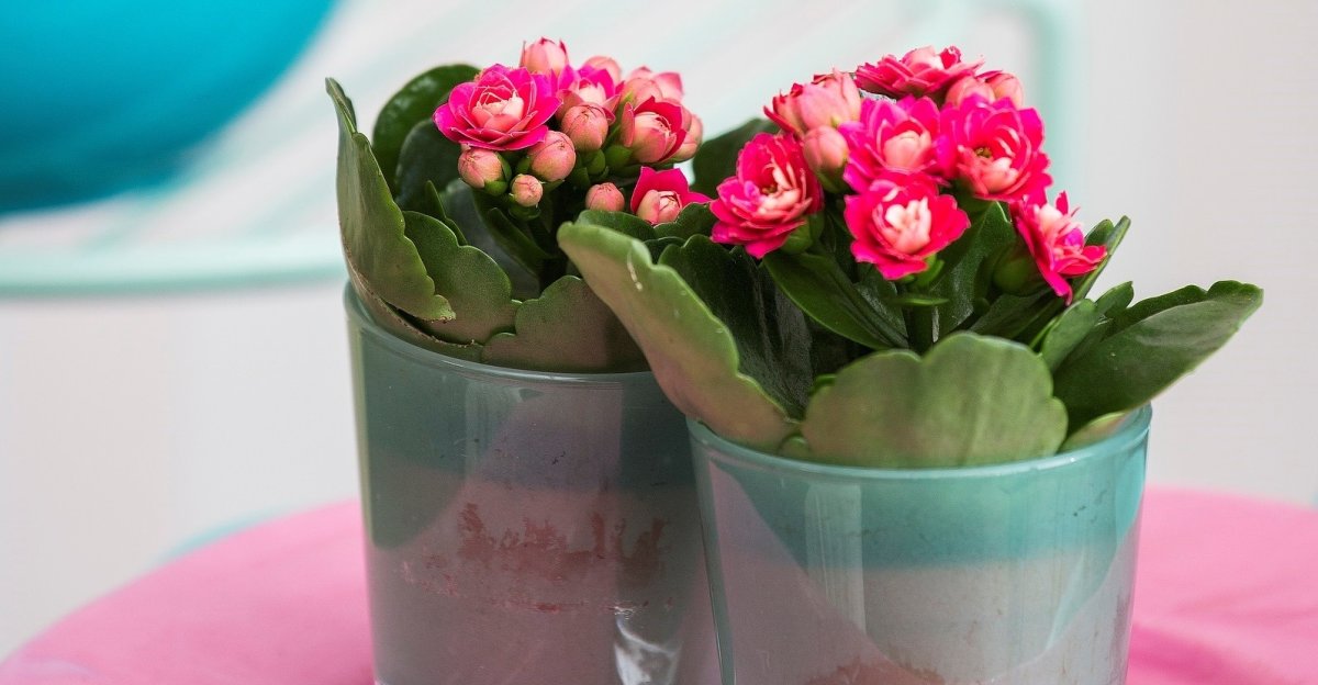 Каланхоэ бриофиллум Дегремона