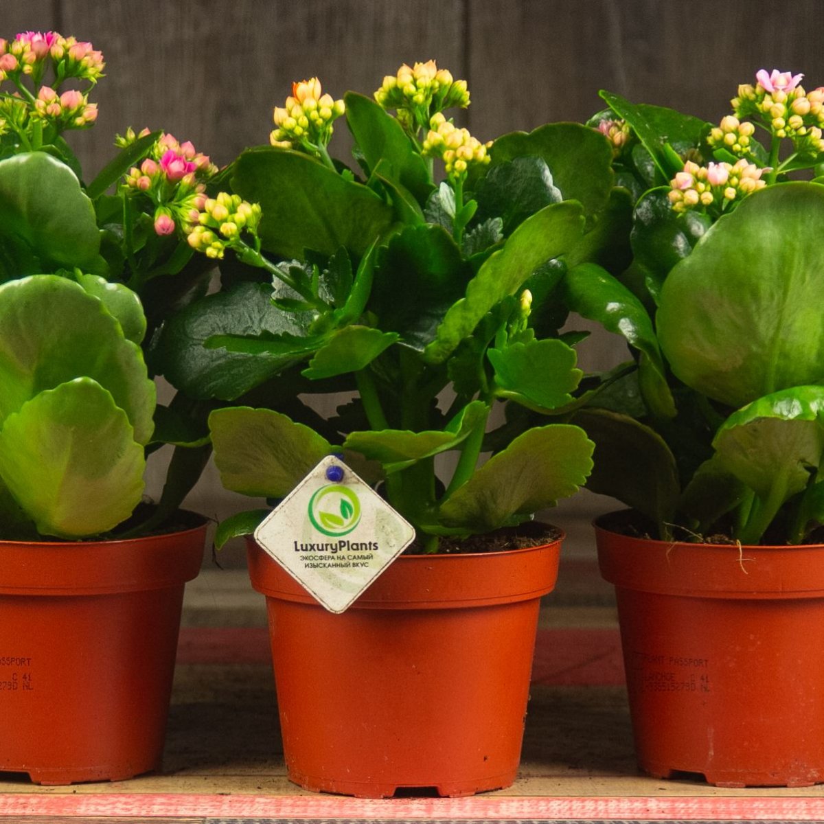 Каланхоэ Спайдер Грин