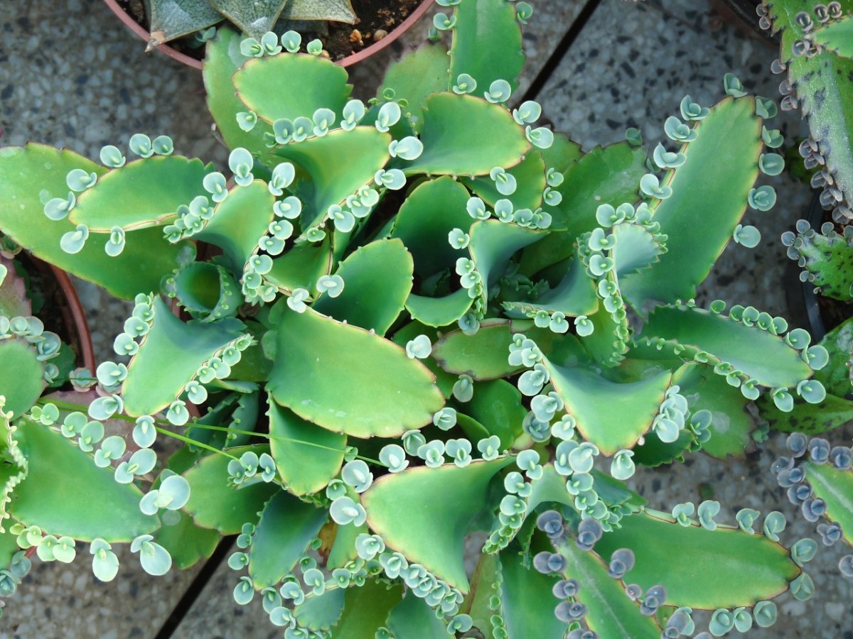 Каланхоэ Бовера