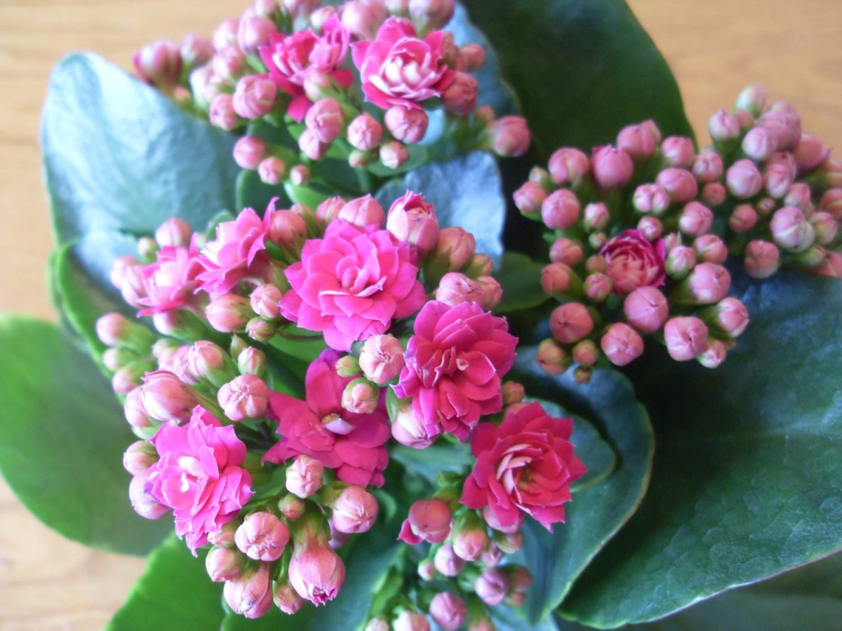 Каланхоэ мята