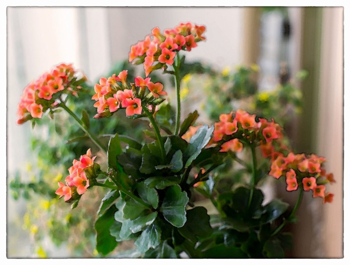 Каланхоэ листья