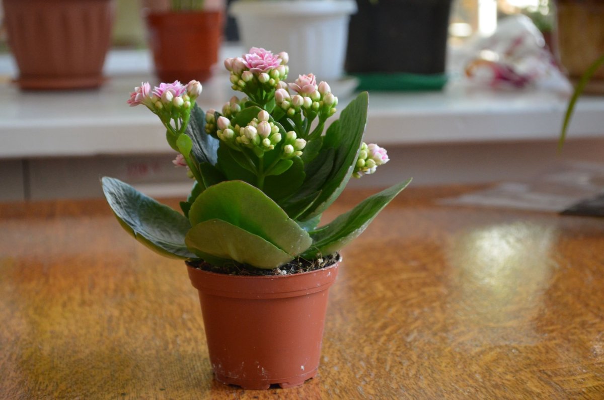 Бриофиллум Дегремона