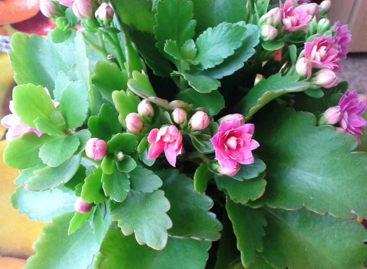 Блоссфельда Нанук