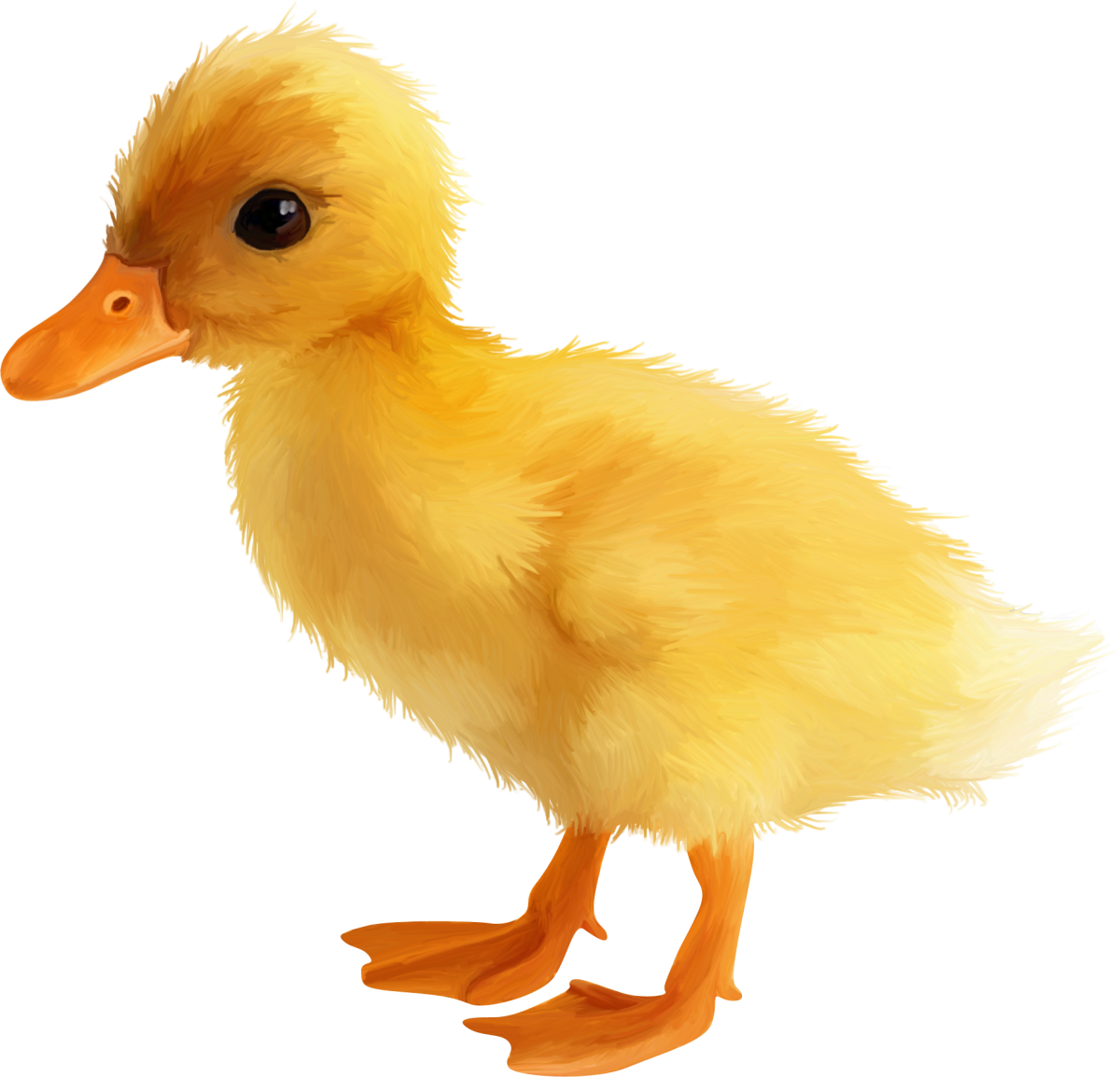 Утка на белом фоне