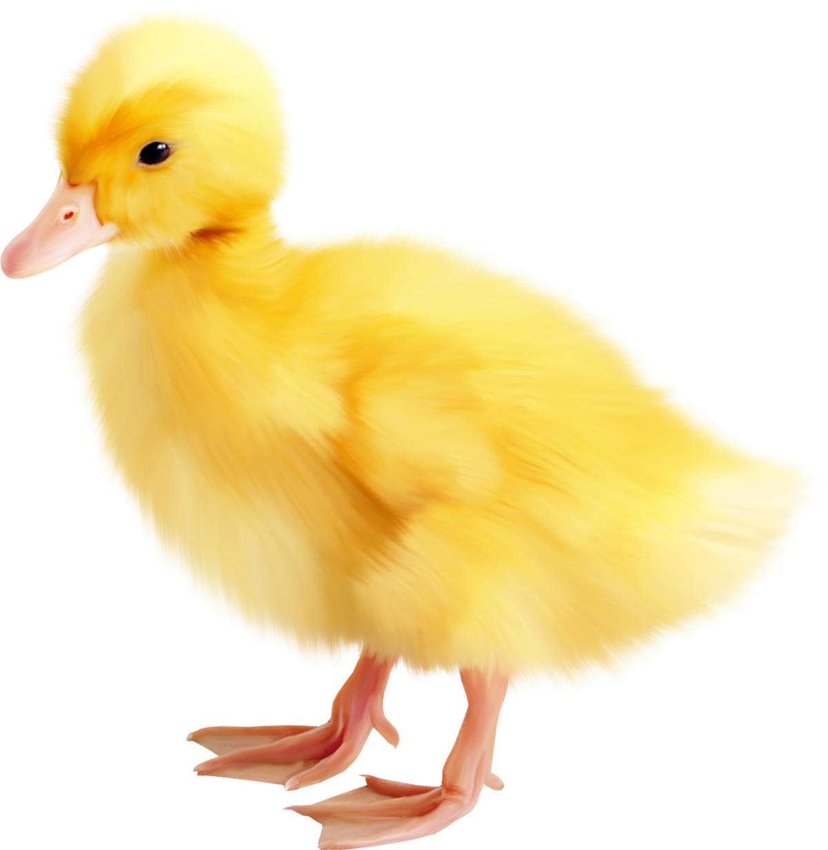 Гусенок на белом фоне