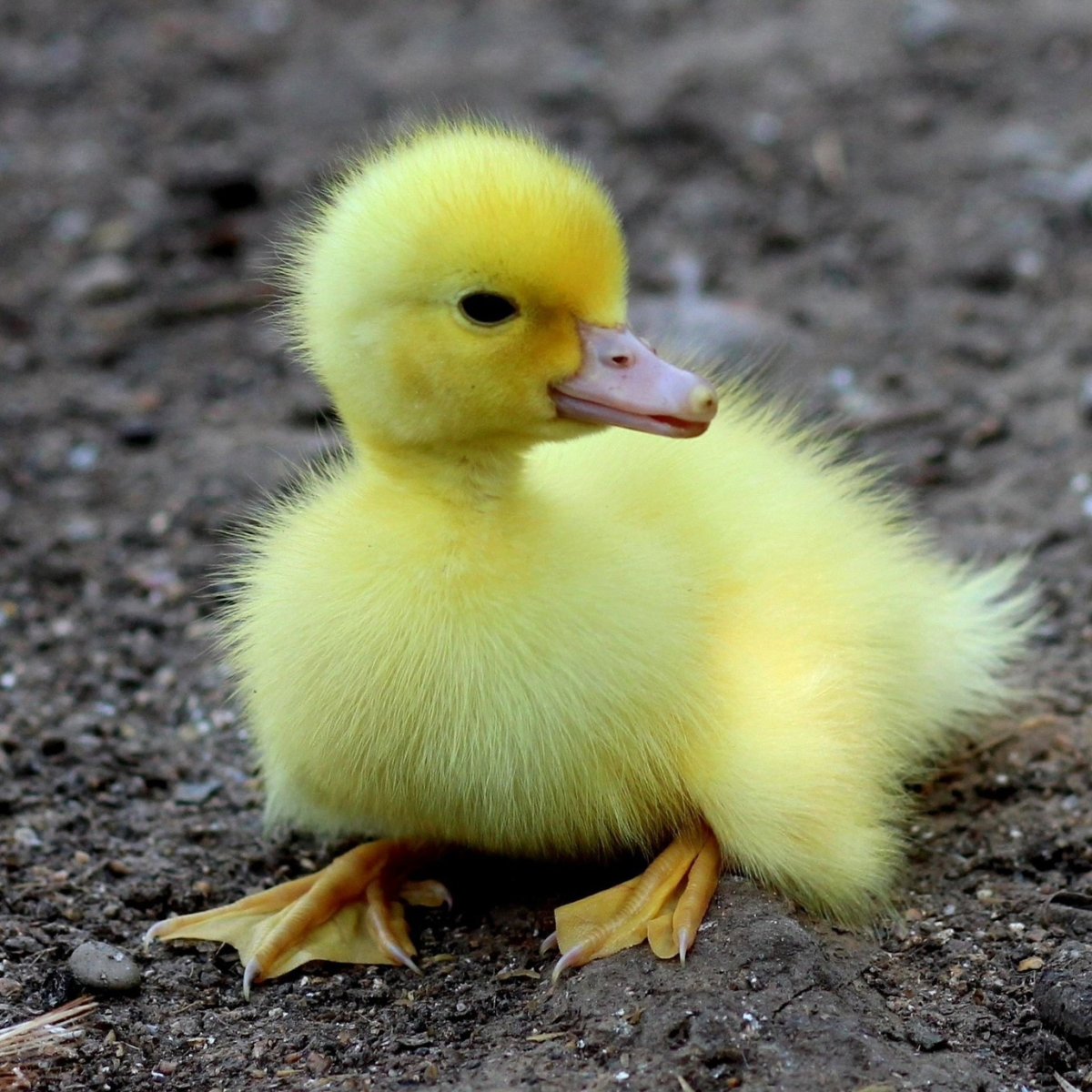 Шагающая утка