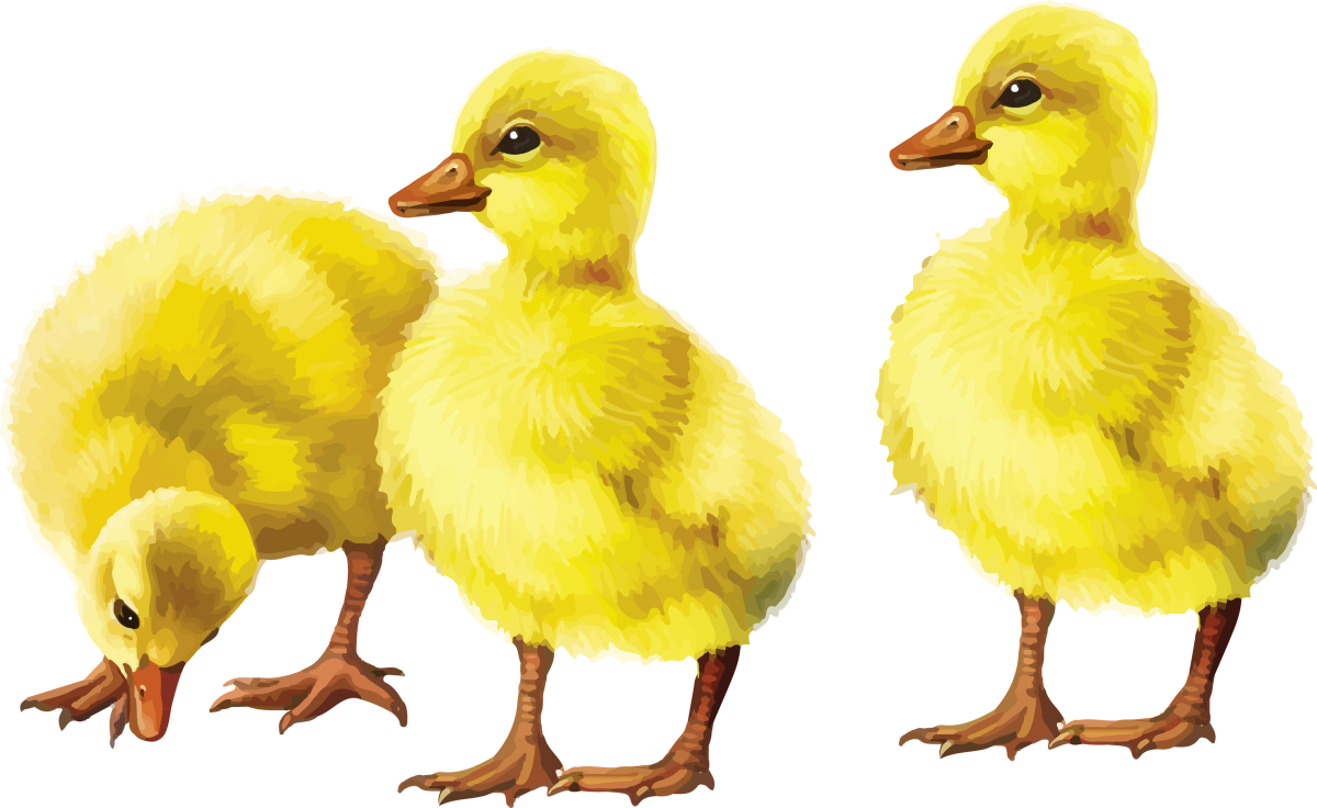 Утята для детей