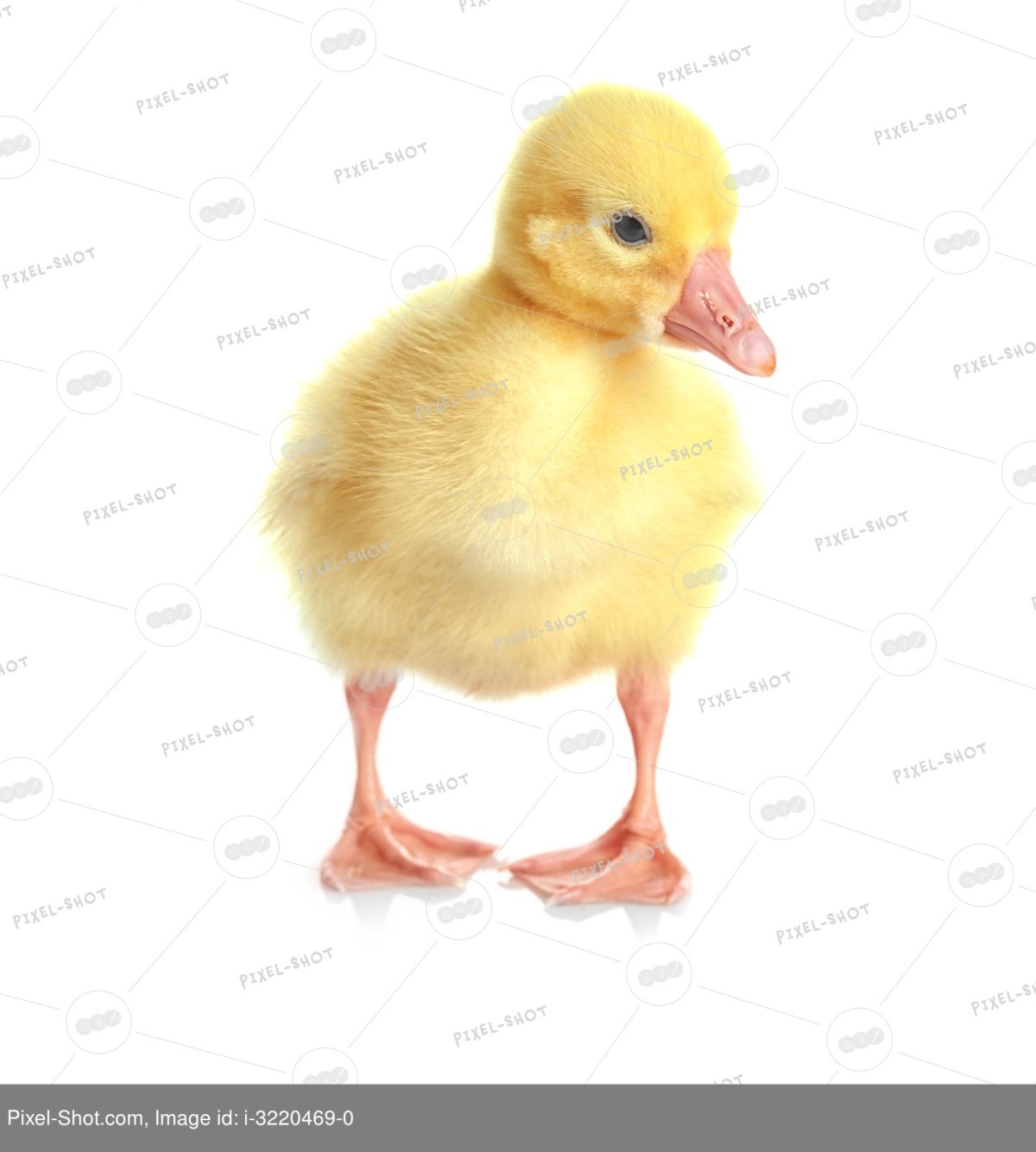 Гусенок для детей