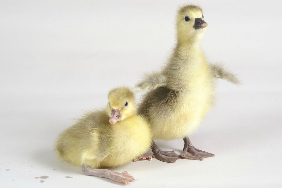 Утка значок