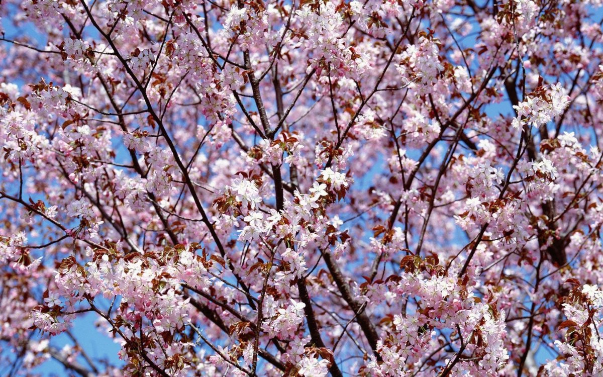 Времена года картинки