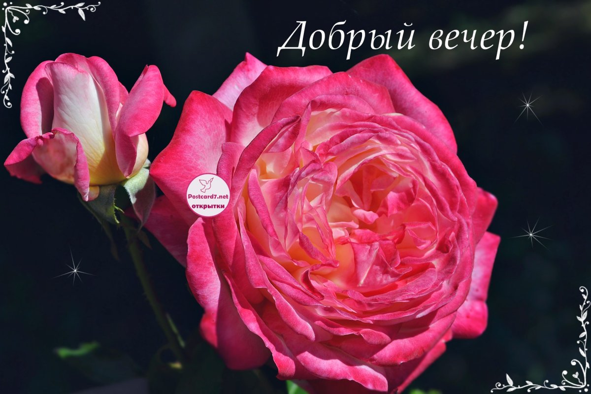 Приятного вечера розы