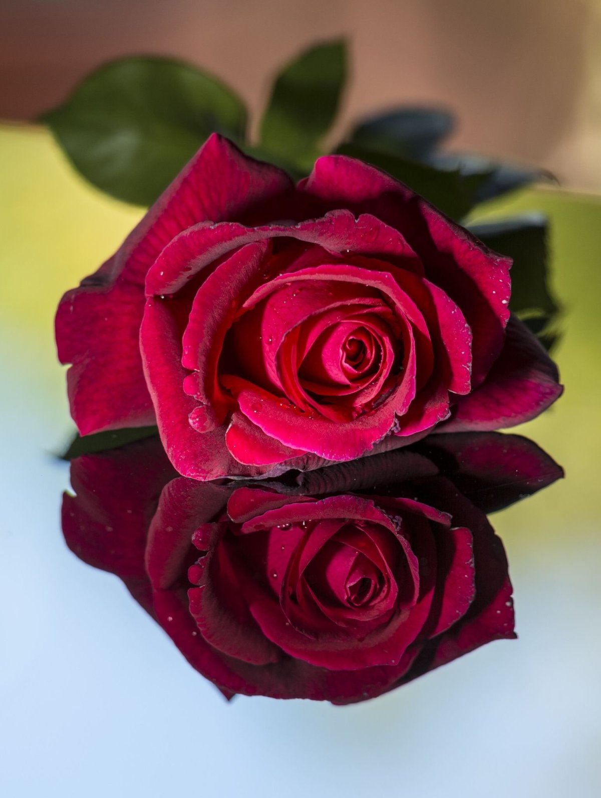 Красивые вечерние розы