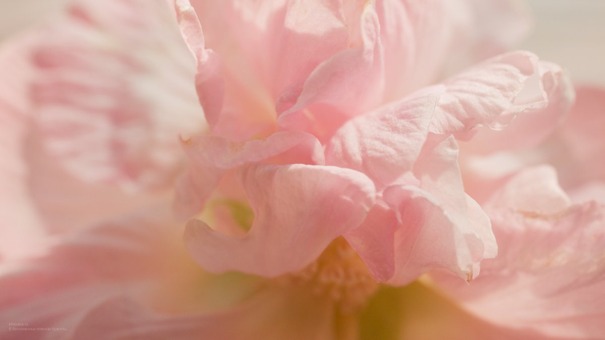 Цветы в пастельных тонах