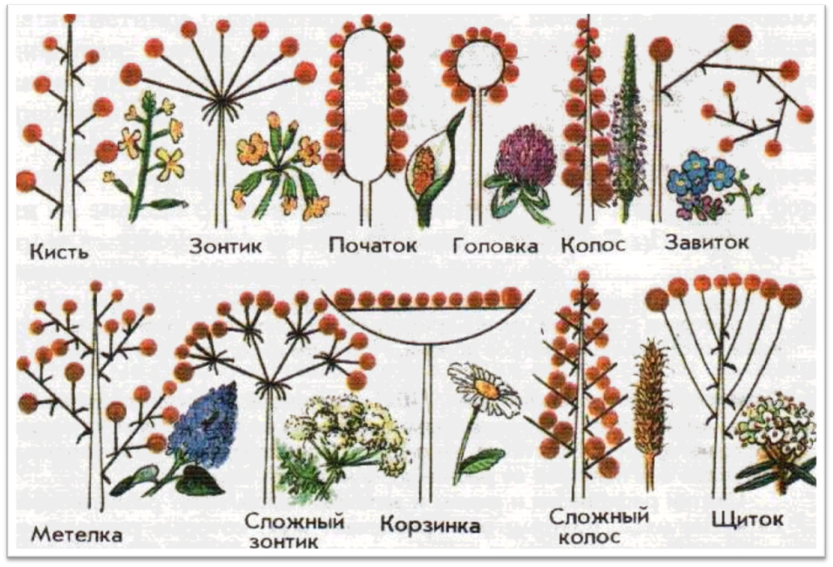 Схема классификации соцветий цветковых растений