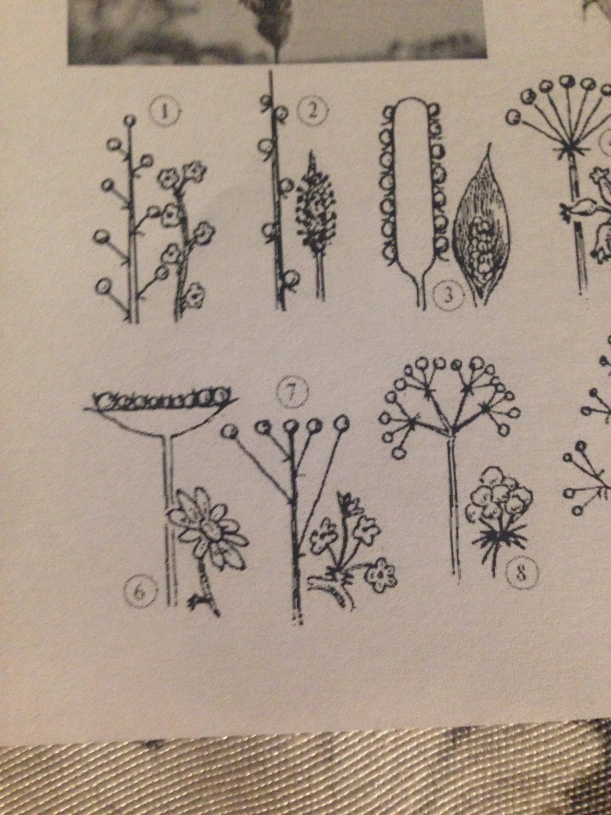 Соцветия растений моноподиальные