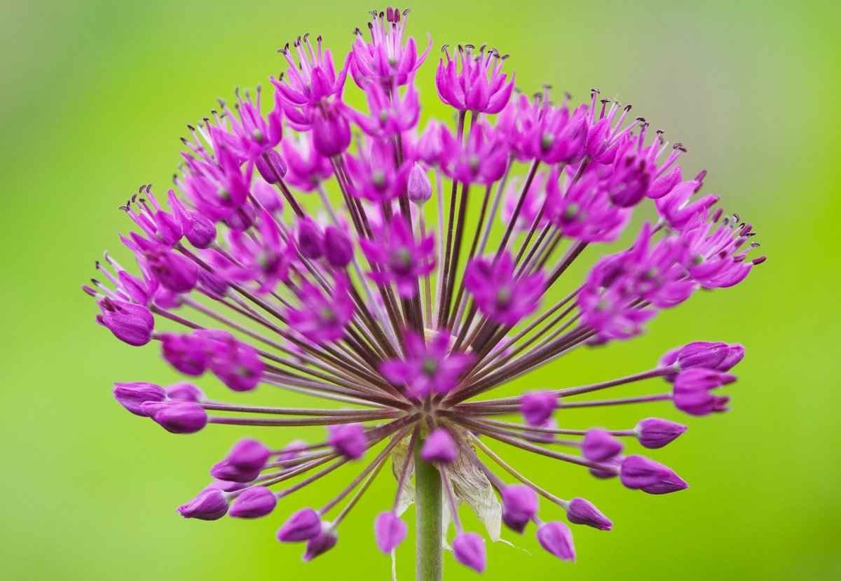 Плейохазий соцветие