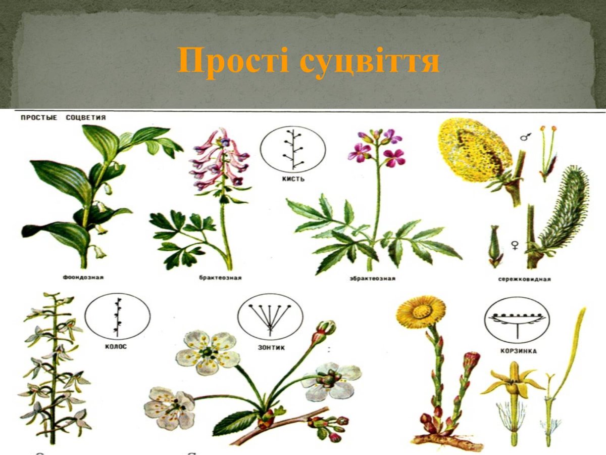 Плейохазий соцветие