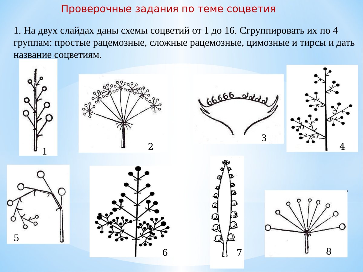 Соцветие полузонтик