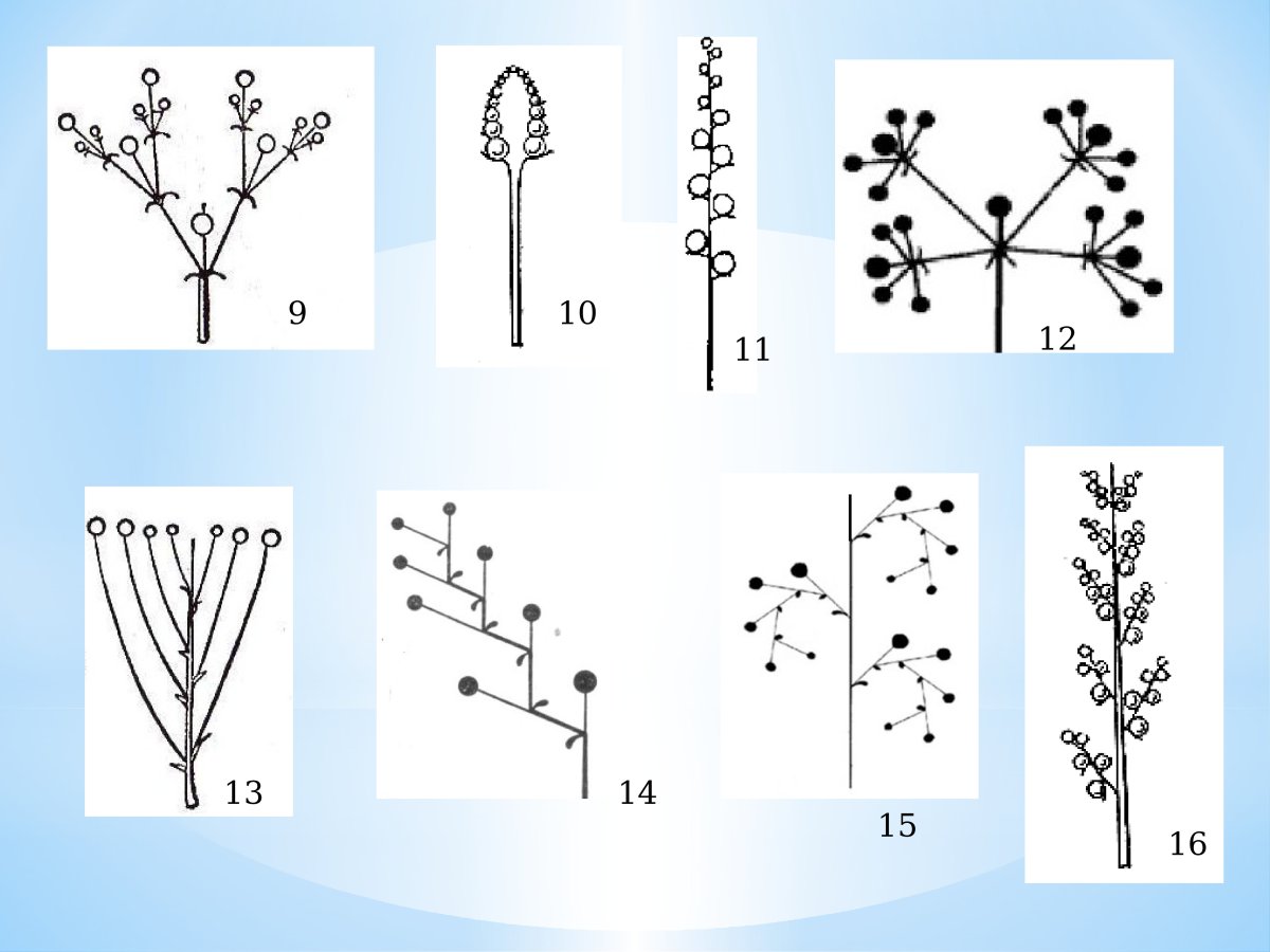 Тип соцветия сложный щиток