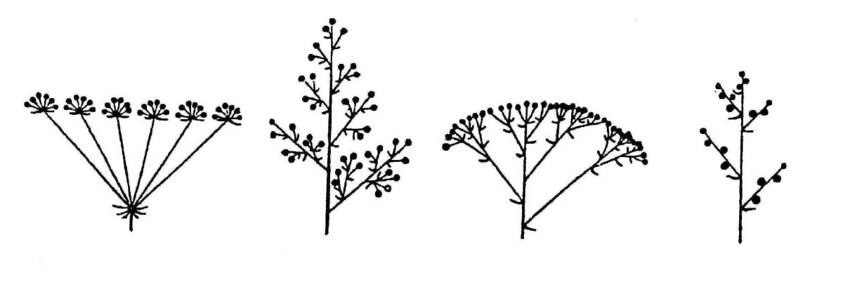 Сложноцветные соцветие корзинка