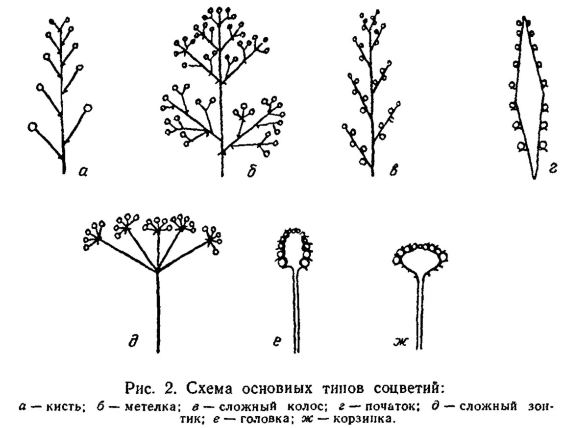Цимозные и рацемозные соцветия