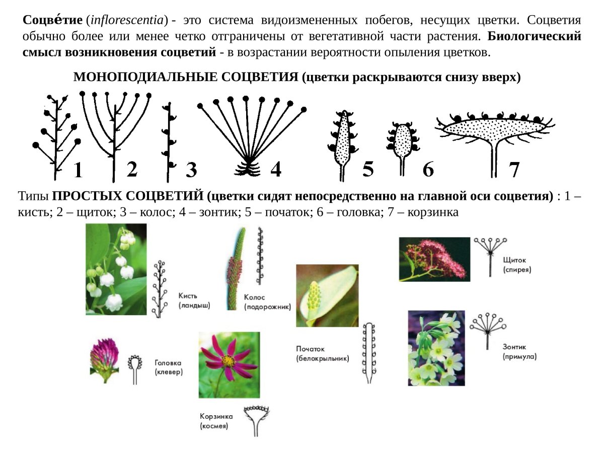 Схема соцветия простой щиток