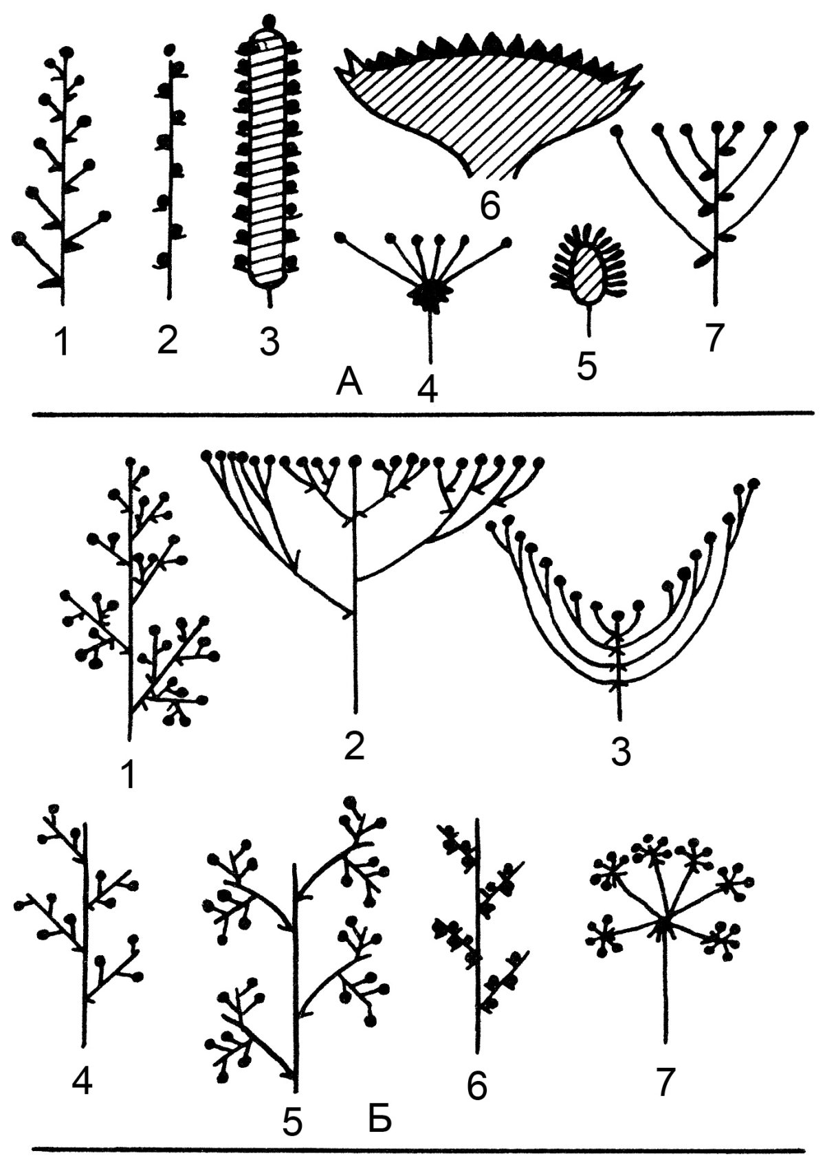 Зонтичные белые соцветия