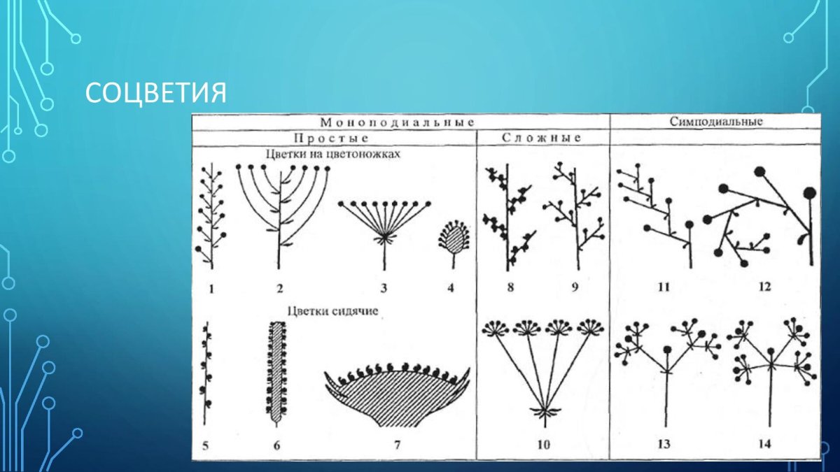 Соцветие кисть