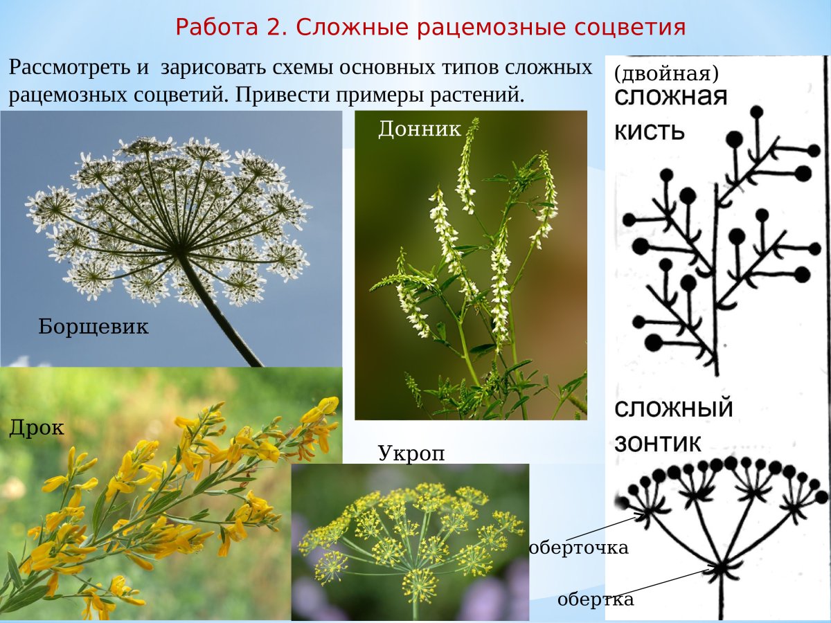 Щитковидно-метельчатые соцветия