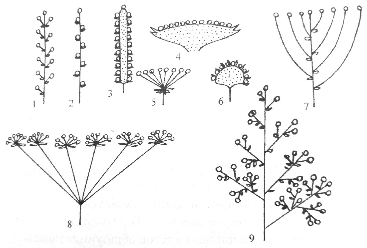 Мутовка соцветие