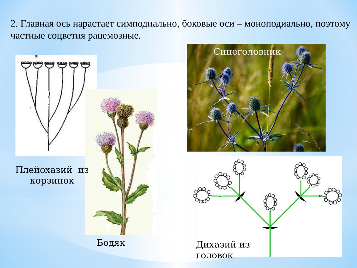 Тип соцветия сложный зонтик