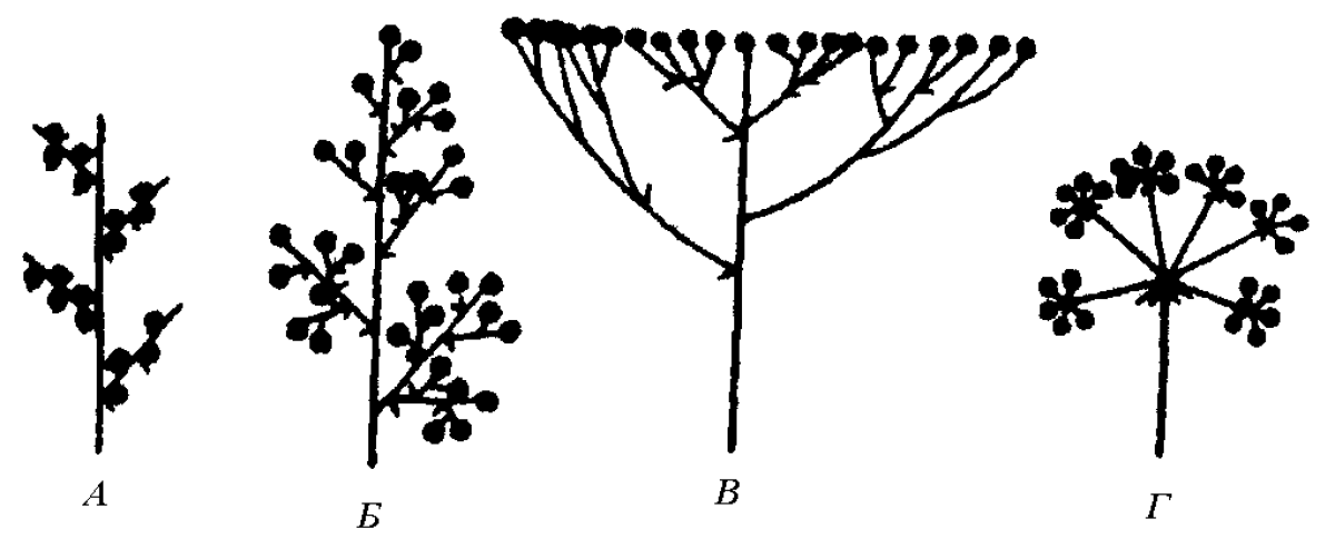 Одуванчик полевой обыкновенный