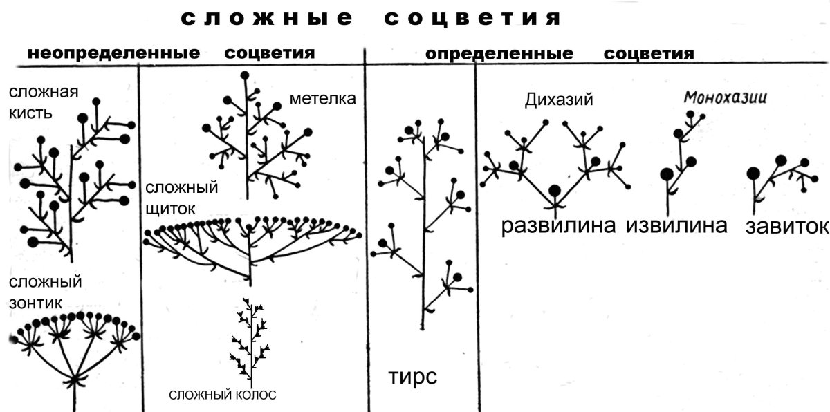 Схемы простых ботрических соцветий
