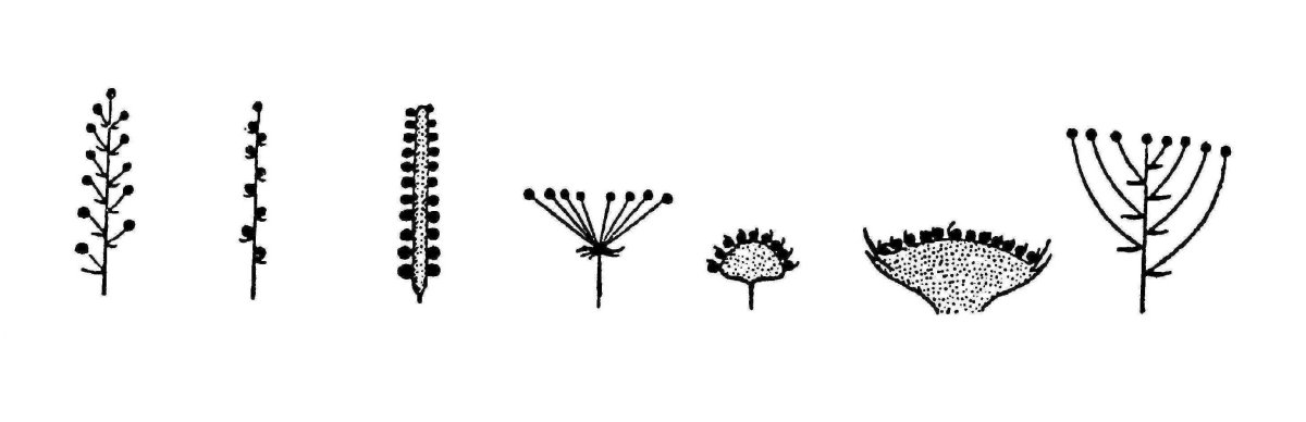 Соцветия растений моноподиальные