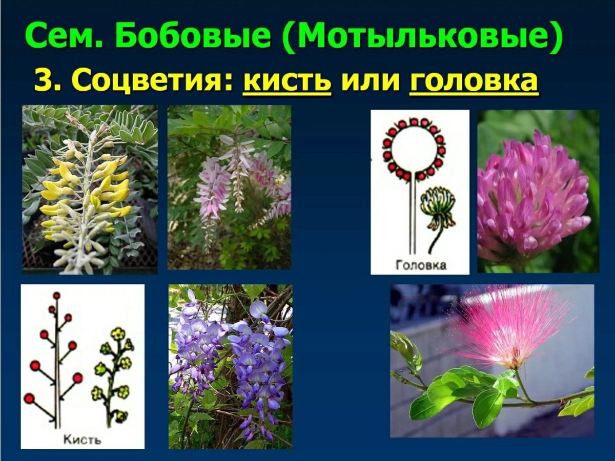 Гортензия строение соцветий