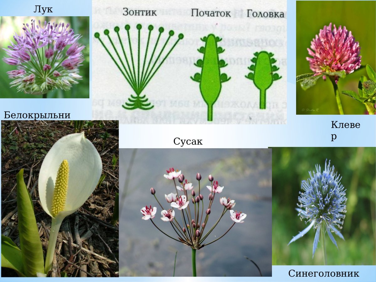 Мелкие соцветия