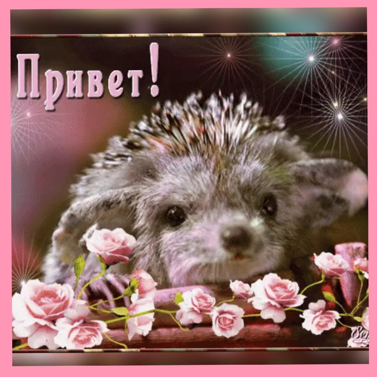 Привет от ежика