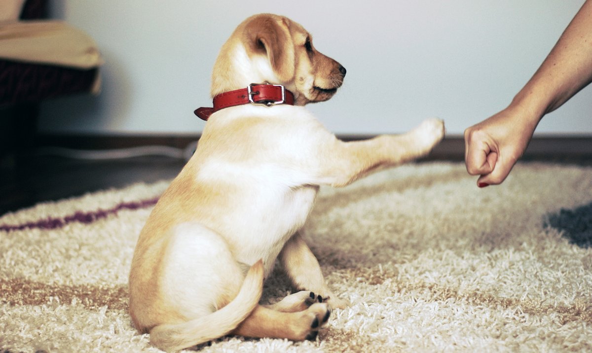 Цитаты про собак со смыслом