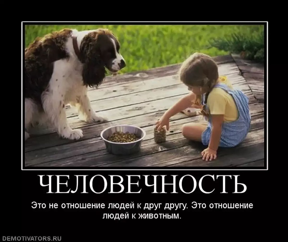 Животные лучше людей