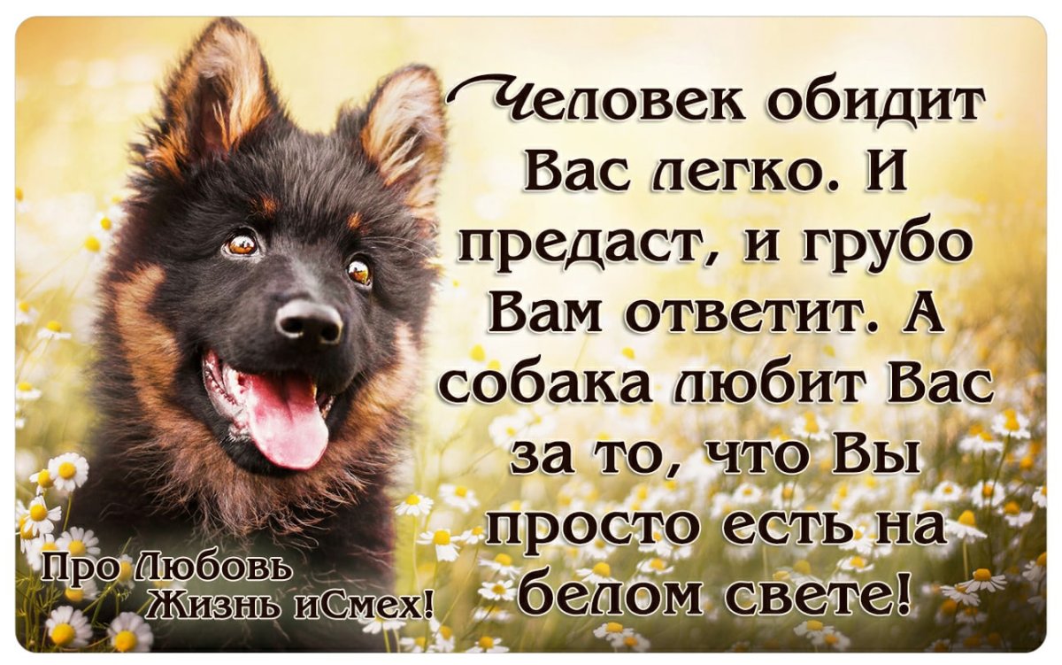 Выражения про собак