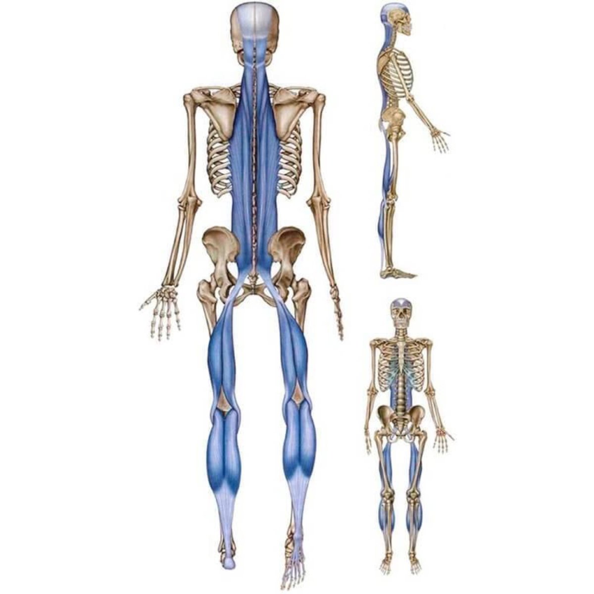 Анатомические поезда Томас Майерс